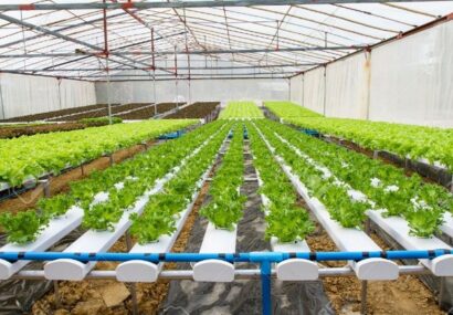 اجرای طرح‌های نوین گلخانه‌ای در استان ایلام به دلیل افزایش هزینه‌ها کُند شده