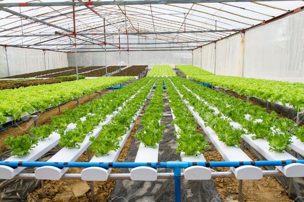 اجرای طرح‌های نوین گلخانه‌ای در استان ایلام به دلیل افزایش هزینه‌ها کُند شده