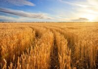 خشکسالی گریبان گندمزارهای طلایی زنجان را هم گرفت