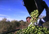 سهم اندک زیتون طارم در سبد صادرات غیرنفتی