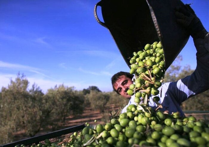 سهم اندک زیتون طارم در سبد صادرات غیرنفتی