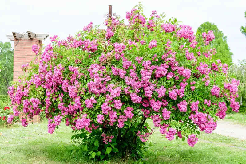 گل محمدی ایران اسیر خام فروشی