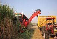 آغاز برداشت نیشکر در صومعه‌سرا