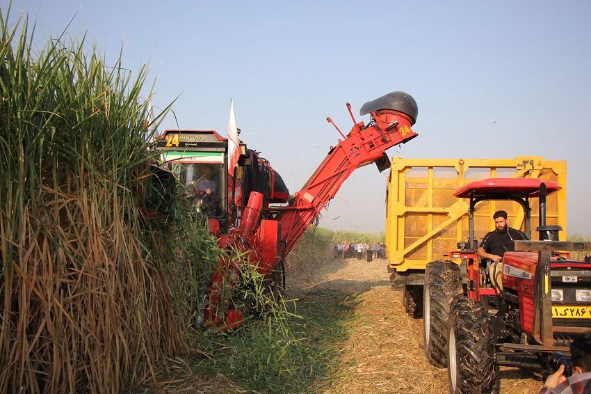 آغاز برداشت نیشکر در صومعه‌سرا