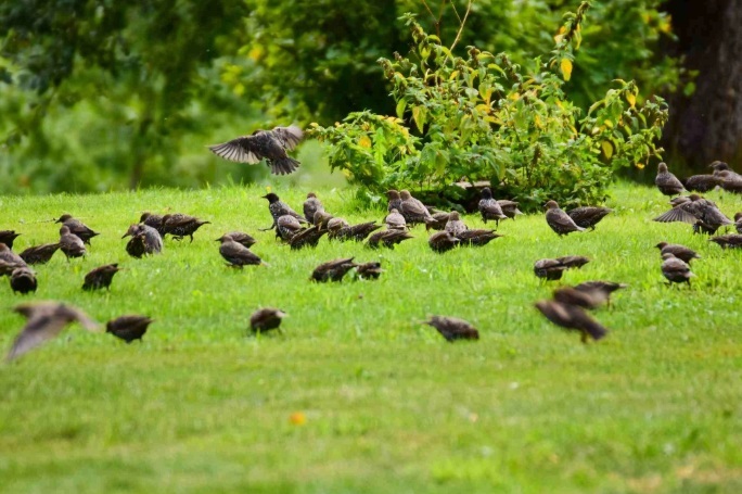 احتمال هجوم و تغذیه پرندگان به‌ویژه پرندگان مهاجر در مزارع دیم