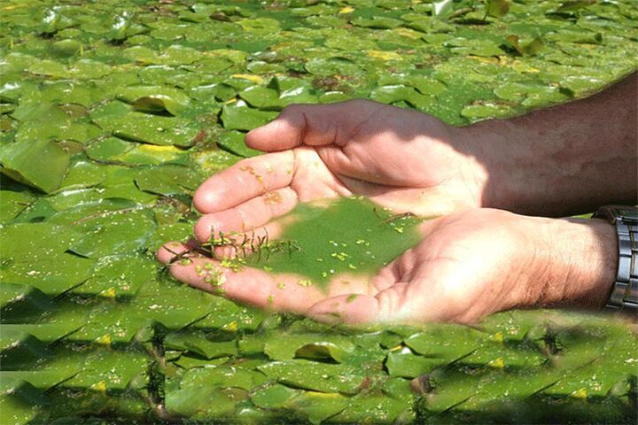 فناوری هوشمند ریزجلبکی برای تصفیه آب و جذب دی‌اکسیدکربن