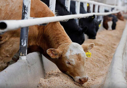 هدف ما تسریع در ورود نهاده‌های دامی به چرخه تأمین کشور است