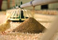 ذخایر فعلی نهاده‌های دامی بالاتر از نیاز ماهانه کشور است