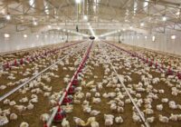 اعتبار ۸۹۴ میلیاردتومانی طرح «پالیز» برای دامداران و مرغداران استان تهران