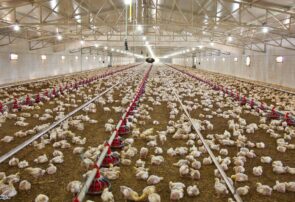 اعتبار ۸۹۴ میلیاردتومانی طرح «پالیز» برای دامداران و مرغداران استان تهران