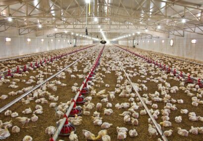 اعتبار ۸۹۴ میلیاردتومانی طرح «پالیز» برای دامداران و مرغداران استان تهران