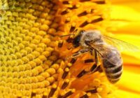 نژاد زنبور عسل ایرانی حفظ شد