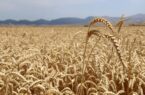 افزایش ضریب نفوذ دانش، مهم‌ترین راهکار ارتقای بهره‌وری بخش کشاورزی است