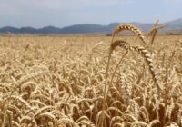 افزایش ضریب نفوذ دانش، مهم‌ترین راهکار ارتقای بهره‌وری بخش کشاورزی است