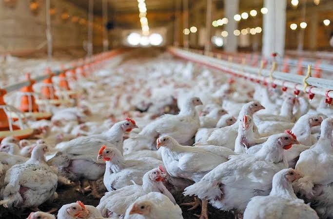 توقف ۵ ساله واردات سویه راس و هزینه ۲.۵ میلیارد دلاری سویه آرین برای صنعت طیور