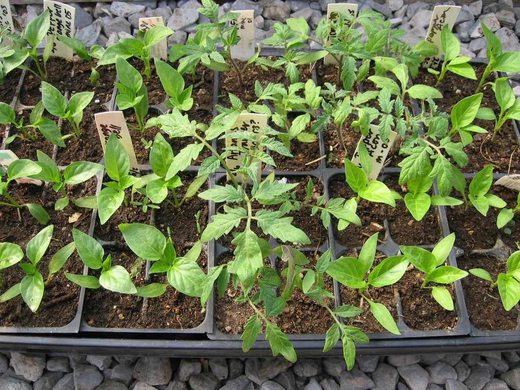 کشت نشایی؛ راهکاری برای کاهش مصرف آب در سبزی و صیفی‌کاری