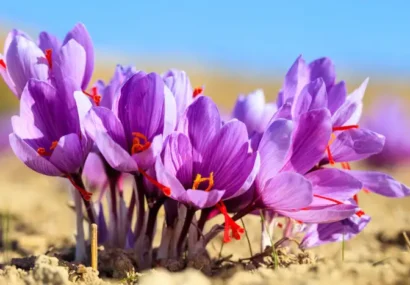 حفاظت از منابع ژنتیکی، پایه امنیت غذایی کشور است