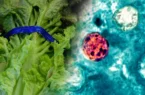 شیوع سیکلوسپورا در کاهوی تیلور فارمز