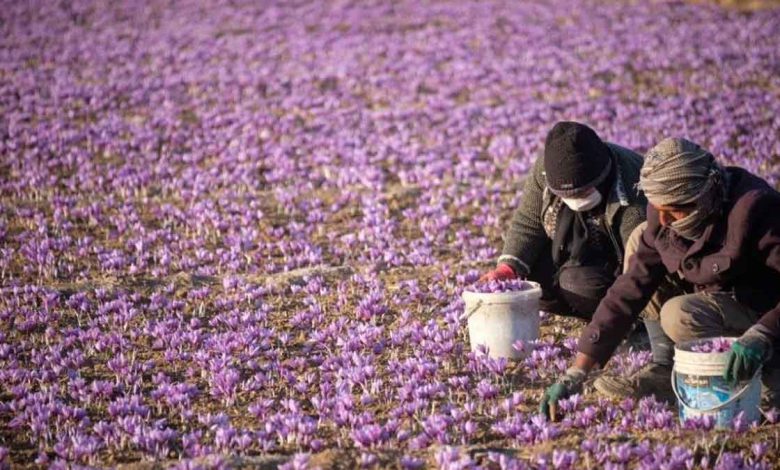 قیمت زعفران در بورس کالا به ۲۶۶ میلیون تومان رسید؛ شکاف قیمتی با بازار آزاد همچنان پابرجاست