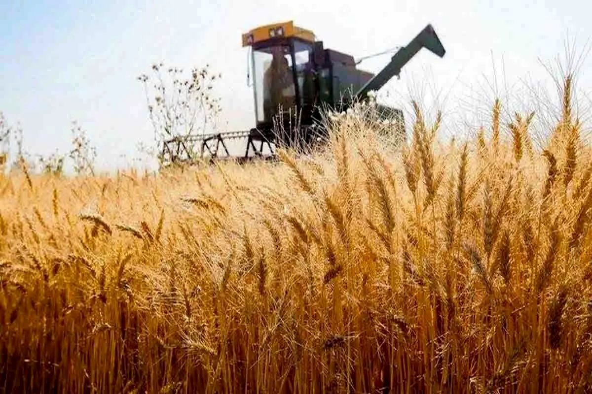 واریز ۱۲.۲ همتی جدید به حساب گندمکاران؛ مجموع پرداخت‌ به ۶۲.۳ همت رسید