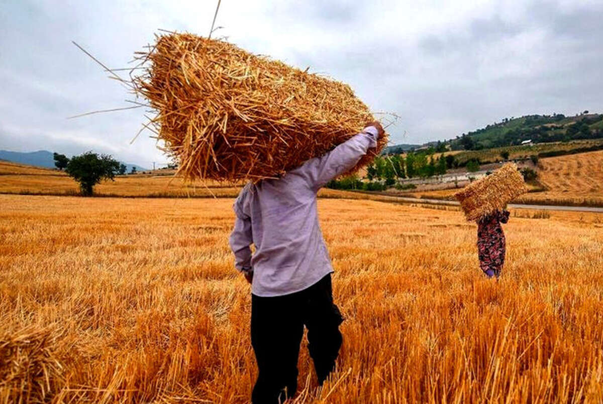 واریز ۳۰.۸ همت دیگر به حساب گندم‌کاران/ مجموع پرداخت‌ها به ۹۳.۱ همت رسید