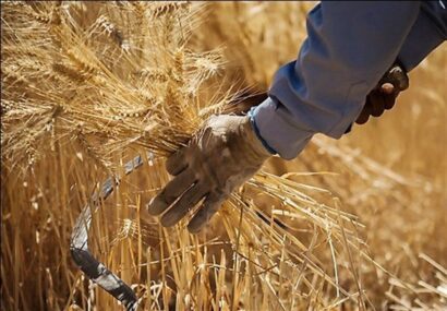 پرداخت ۵۰ هزار میلیارد تومانی دیگر به گندمکاران تا ۲۰ مرداد