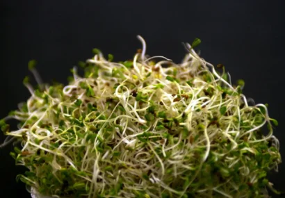 ۵۵ نفر بیمار در پی مصرف جوانه یونجه؛ توصیه CDC برای دور ریختن محصولات آلوده