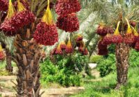 پیش‌بینی برداشت ۲۳۰ هزار تن خرما در بوشهر