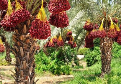 پیش‌بینی برداشت ۲۳۰ هزار تن خرما در بوشهر