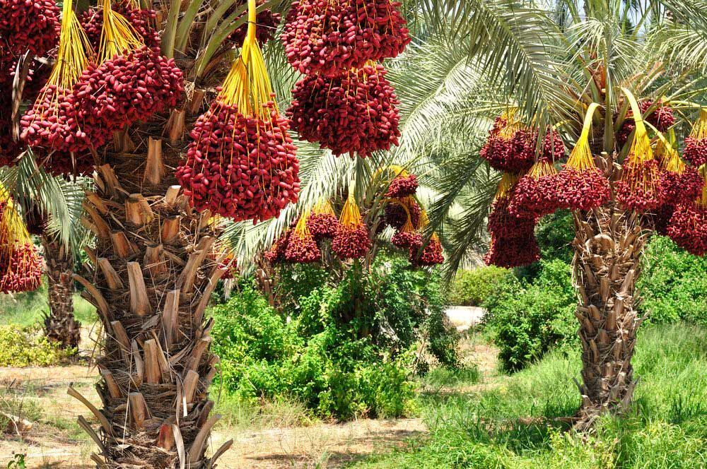 پیش‌بینی برداشت ۲۳۰ هزار تن خرما در بوشهر